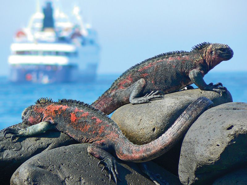 Experience the Magic of the Galapagos on a Celebrity Cruise